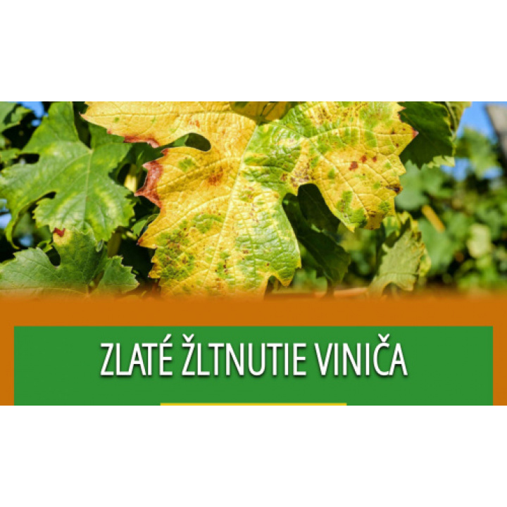 Aktuálne informácie k zlatému žltnutiu viniča 