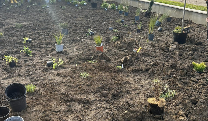 Revitalizácia zelene pred obecným úradom - az önkormányzati hivatal előtti zöldfelület revitalizálása