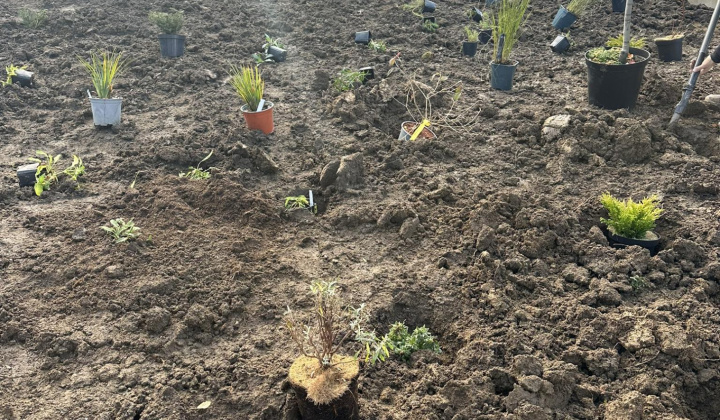 Revitalizácia zelene pred obecným úradom - az önkormányzati hivatal előtti zöldfelület revitalizálása