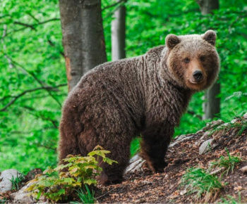 Aktuality / Vyhlásenie mimoriadnej situácie v súvislosti s nežiadúcim výskytom medveďov - foto