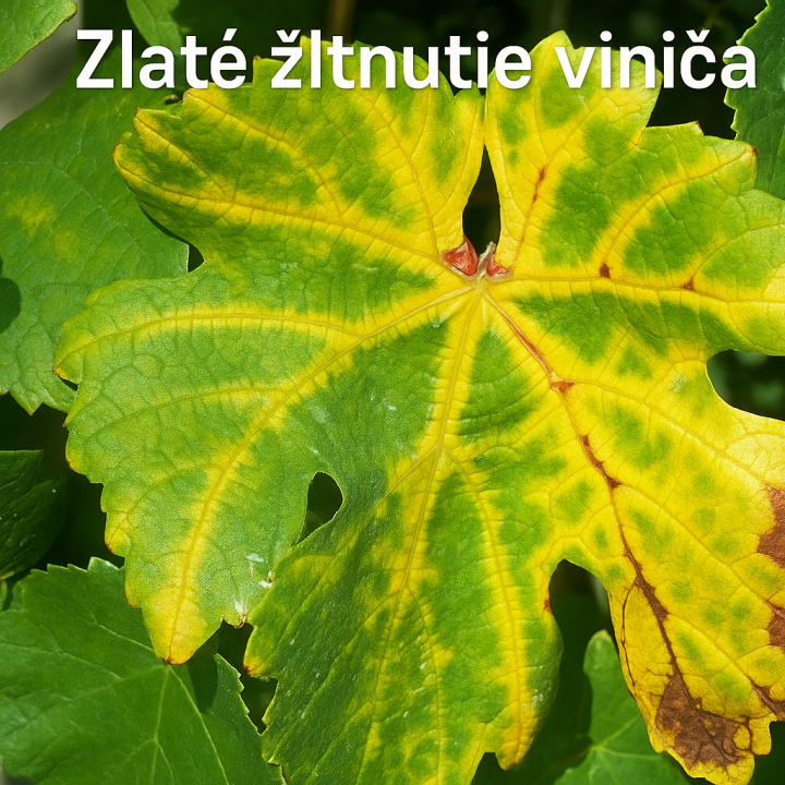 NYILVÁNOS HIRDETMÉNY Karantén kihirdetése – a „Grapevine flavescence dorée phytoplasma” karantén-növényi kórokozó előfordulásának megállapítása, amely a „szőlő aranysárgaság” betegséget okozza