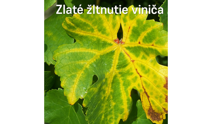 VEREJNÁ VYHLÁŠKA Vyhlásenie karantény – zistenie výskytu karanténnej fytoplazmy „Grapevine flavescence doreé phytoplasma“ spôsobujúcej ochorenie – „zlaté žltnutie viniča“
